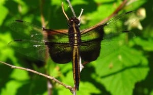 Widow Skimmer (female)