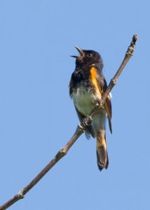 American Redstart in full song  - Karl Egressy