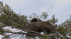 Bald Eagle nest on Stony Lake (Jeff Jones)
