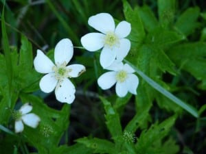 Canada Anemone 