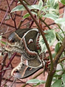 Cecropias mating (Ruthanne Sobiera)