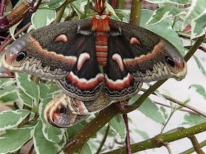 Mating pair of Cecropia moths (Ruthanne Sobiera)