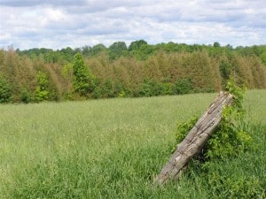 Leafminer damage to cedars - Drew Monkman May 30, 2012