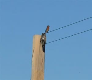 Eastern Bluebird (Kim Reid, June 2013)