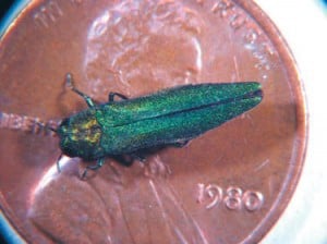 Emerald Ash Borer - adult 