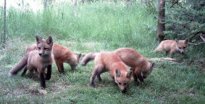 Red Fox cubs  - Ennismore, June 2013