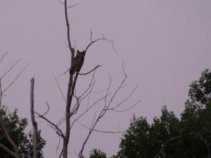 Great Horned Owl (Luke Berg)