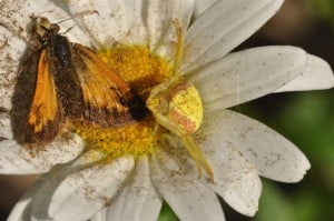 Goldenrod Crab Spider with skipper butterfly (Nancy Ronson) 