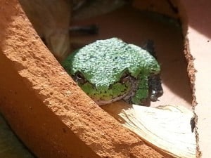 Gray Treefrog Kim Mitchell (Medium)