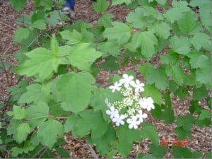 Highbush Cranberry 