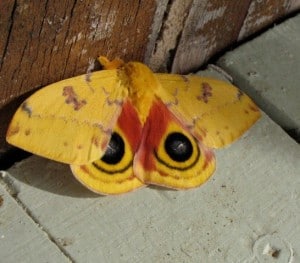 Io moth - Jill 