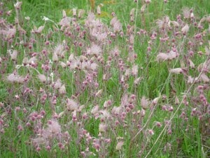 Prairie Smoke 