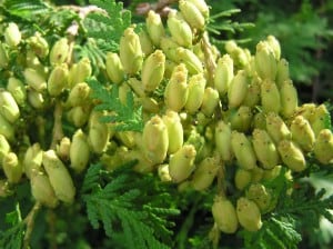 New cones on Eastern White Cedar 