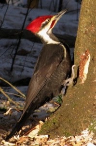 Pileated Woodpecker (Peter Armstrong)