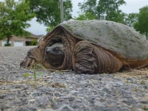 Snapping Turtle - Rick Stankiewicz 