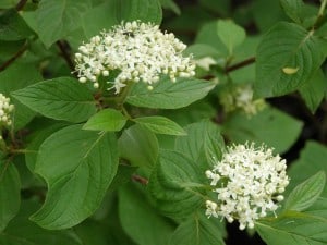 Red-osier Dogwood (Drew Monkman)