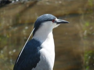 Black-crowned Night Heron (Drew Monkman) 