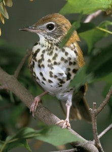 Wood Thrush, a species in serious decline - Wikimedia 