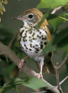 Wood Thrush 