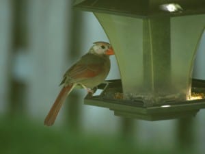 leucistic female cardinal (Ruthanne Sobiera June 2013)