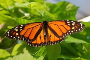 Male Monarch - Wikimedia 