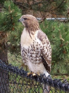 Red-tailed Hawk (Gerrit Heersink)