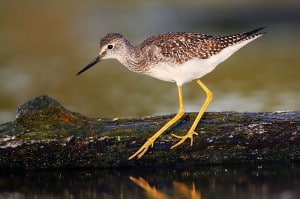 Lesser yellowlegs