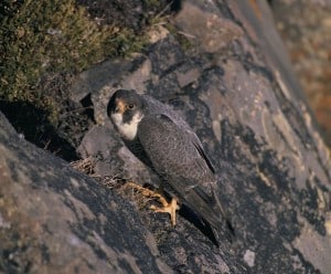 Peregrine Falcon (Wikimedia photo)
