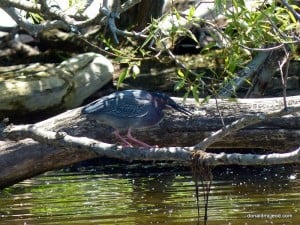 Green Heron  (Don McLeod)