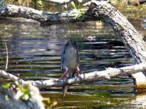 Green Heron fishing (Don McLeod)