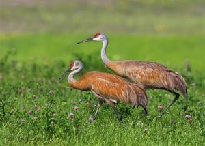 Sandhill Cranes (Karl Egressy)