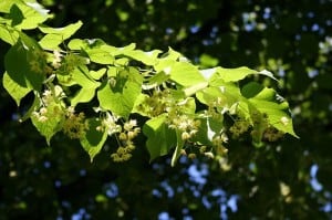 Little Leaf Linden in flower