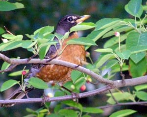 Robin in Downy Serviceberry feasting on berries 