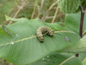 Monarch caterpillar on Common Milkweed leaf