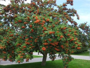 European Mountain-ash August 9, 2013