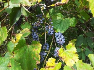 Wild Grape on T-C Trail 