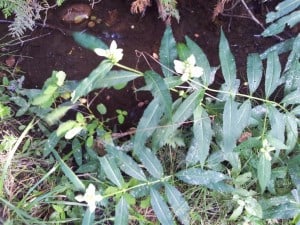 Turtlehead - T-C Trail 