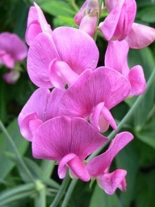 flower of Broad-leaved Everlasting Pea