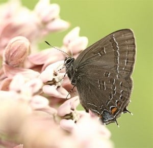 Banded Hairstreak on Common Milkweed 