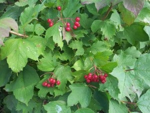 American High-bush Cranberry - Aug. 23