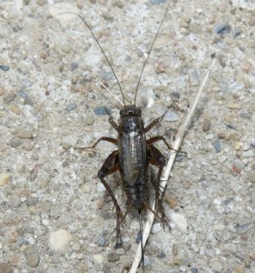 Allard's Ground Cricket (Jim McCormac)