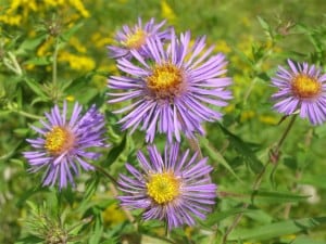 New England Aster