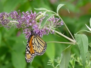 Monarch on Buddleia - D Monkman 