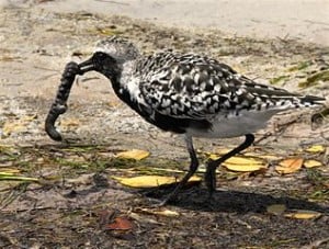 Black-bellied Plover 