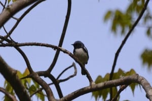 Black-throated Blue Warbler - Brendan Boyd 