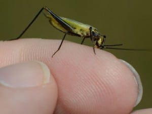 Black-horned Tree Cricket (Jim McCormac)