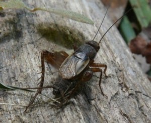 Carolina Ground Cricket (Jim McCormac) 