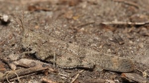 Carolina Locust on the ground 
