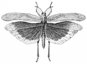 Carolina Locust in flight