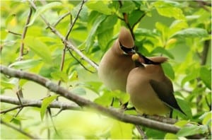 Cedar Waxwings